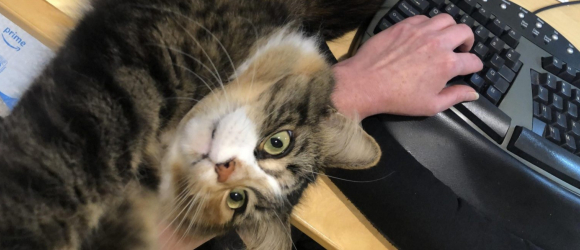 Illustration : "11 photos de chats racontant une situation comique"