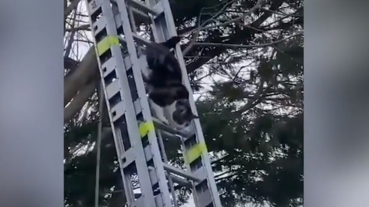 Illustration : "Les pompiers déploient une échelle de 10 mètres pour un chat coincé dans un arbre. La réaction du félin est impensable !"