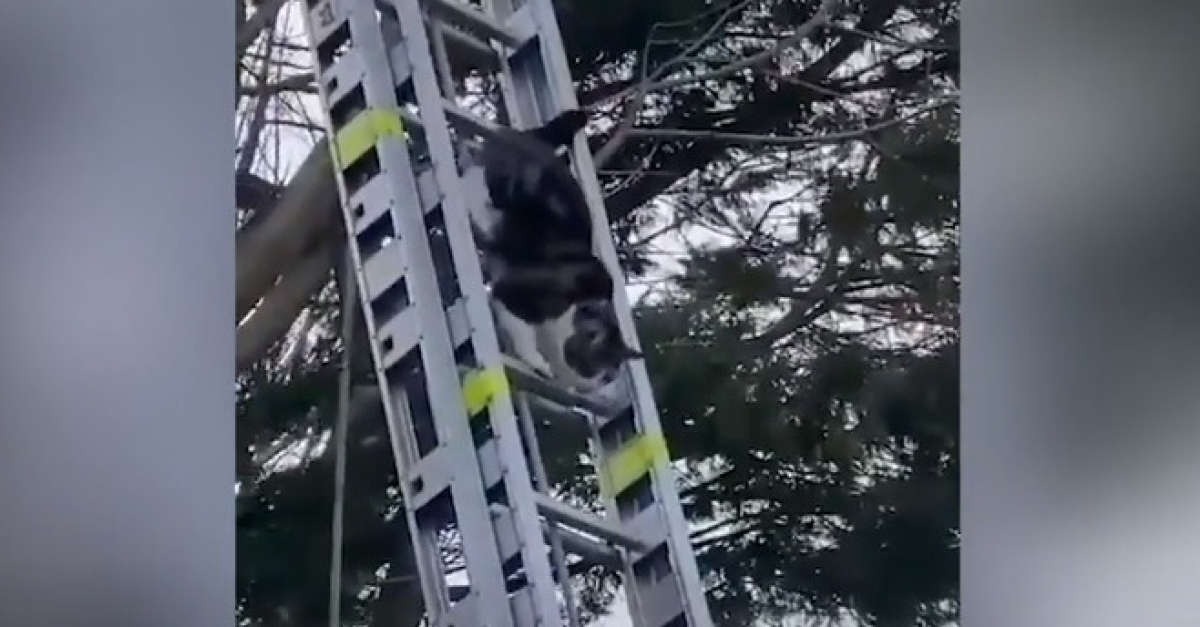 Les Pompiers Deploient Une Echelle De 10 Metres Pour Un Chat Coince Dans Un Arbre La Reaction Du Felin Est Impensable