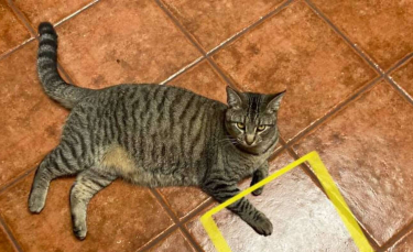 Illustration : "Un chat vérifie quotidiennement le même carreau de carrelage depuis sa découverte inattendue il y a 1 an"