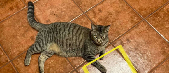Illustration : "Un chat vérifie quotidiennement le même carreau de carrelage depuis sa découverte inattendue il y a 1 an"