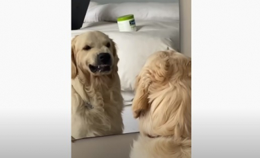 Illustration : "Un Golden Retriever se prend pour Robert de Niro et s'entraîne devant le miroir à faire son regard méchant (vidéo)"