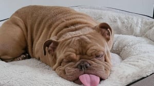 Illustration : 19 photos de chiens qui n'ont pas vraiment conscience d'en être un