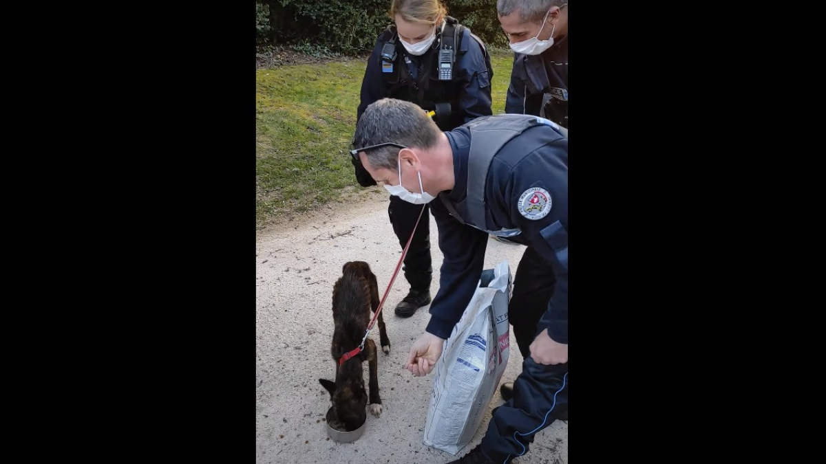 Illustration : "Après dénonciation, la police intervient dans un studio de 20 m2 et découvre 13 chiens affamés"