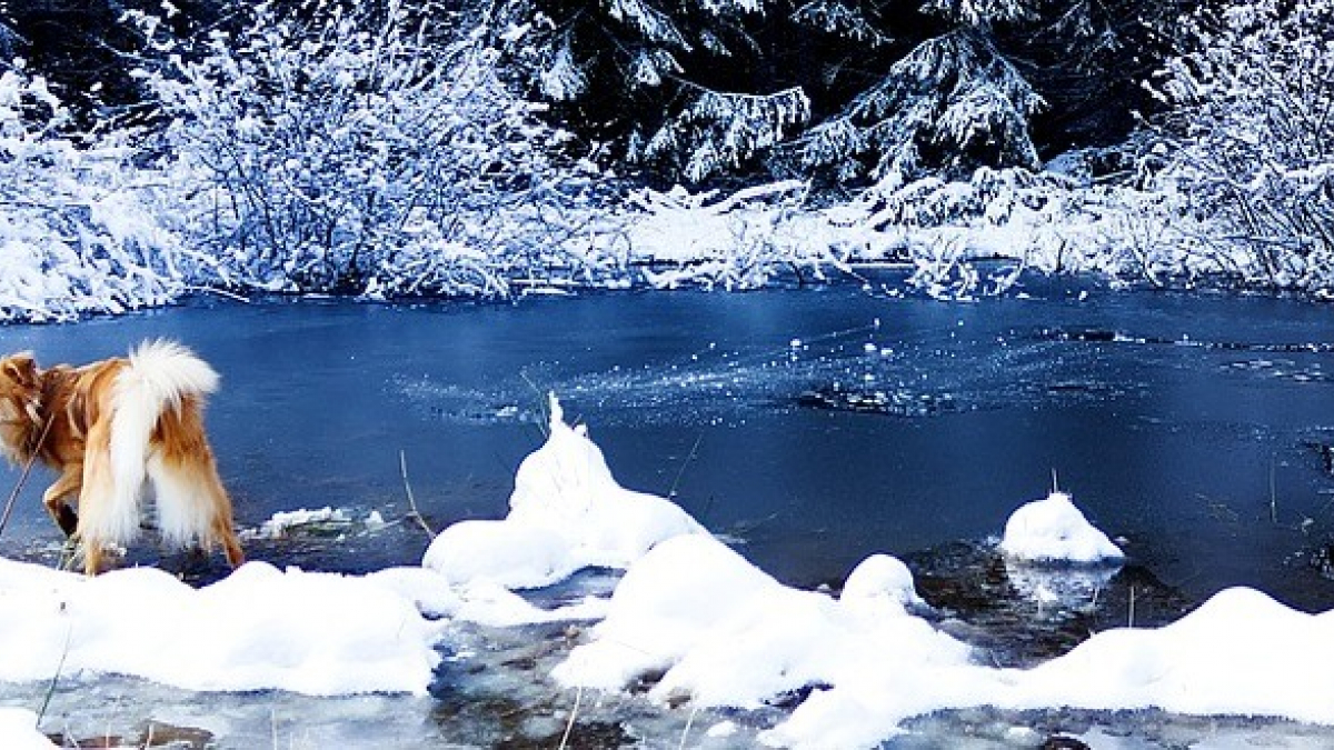 Illustration : "Un homme marche avec ses écouteurs au bord d'un étang glacé, mais son chien l'alerte lorsqu'il voit quelque chose bouger"