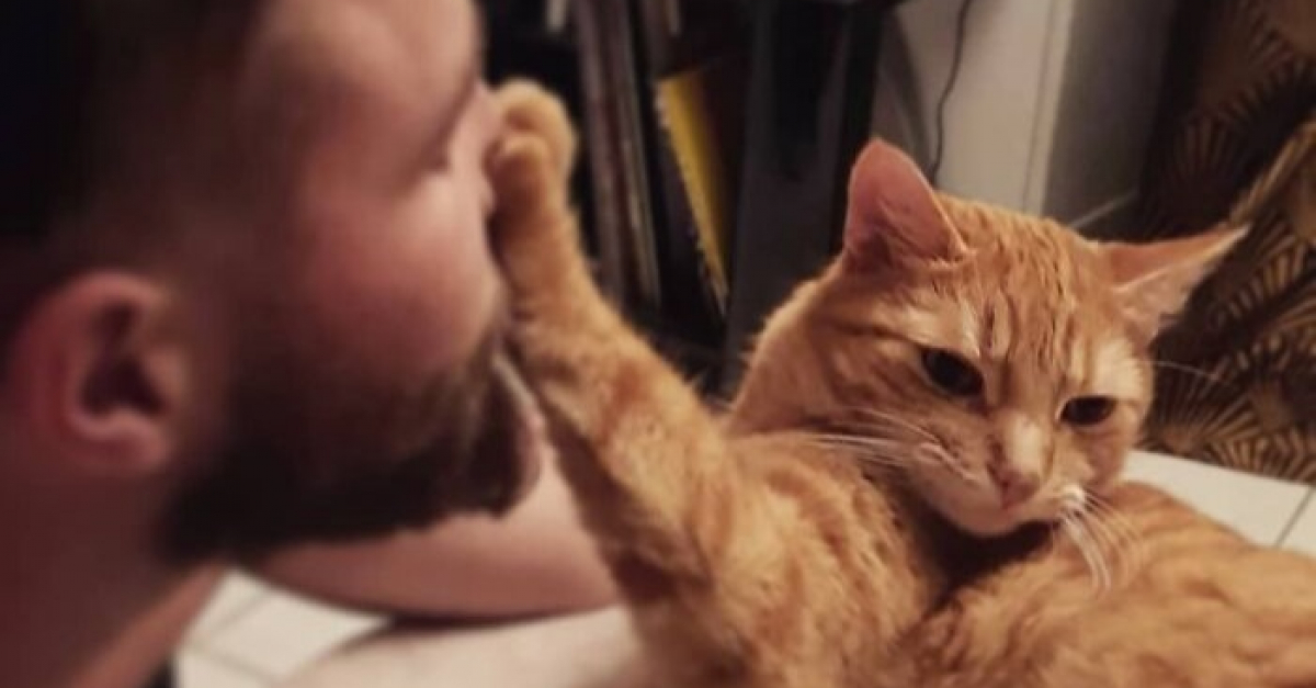 Chats Qui Ont Dit Non De Maniere Hilarante Aux Calins De Leurs Proprietaires