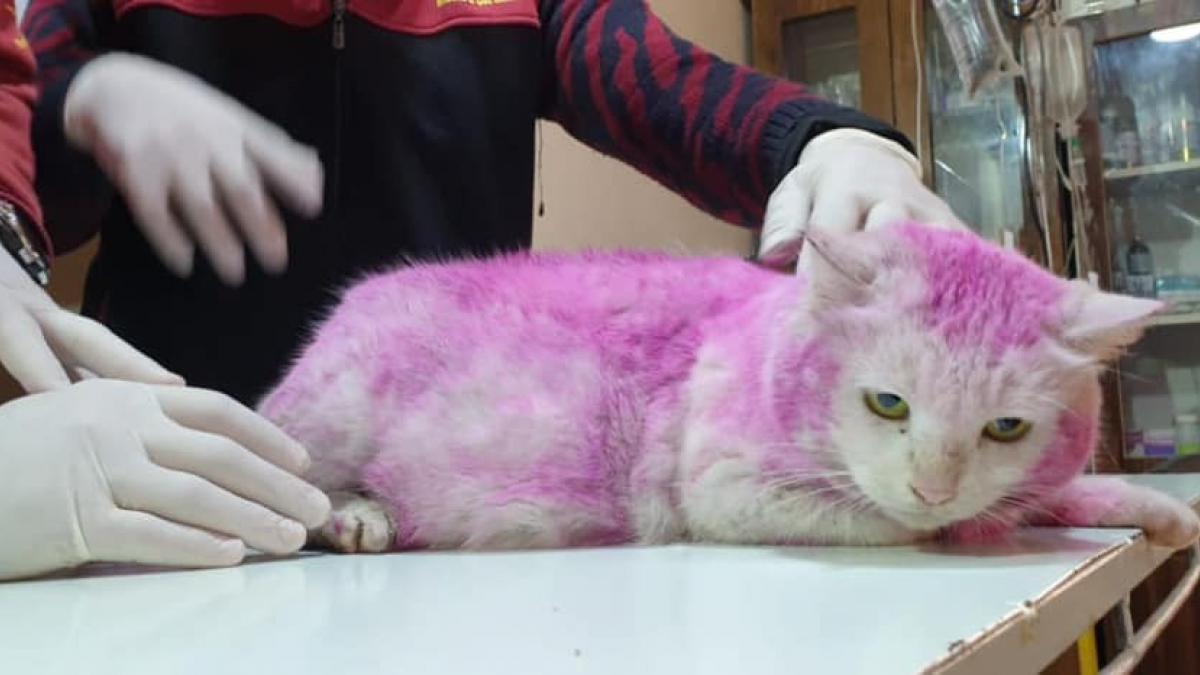 Illustration : "Une chatte enceinte retrouvée avec une fourrure violette. La raison de cette teinte est révoltante !"