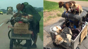 Illustration : Une femme, intriguée par un sans-abri poussant un chariot avec des chiens errants, entame une conversation qui va changer leurs vies 