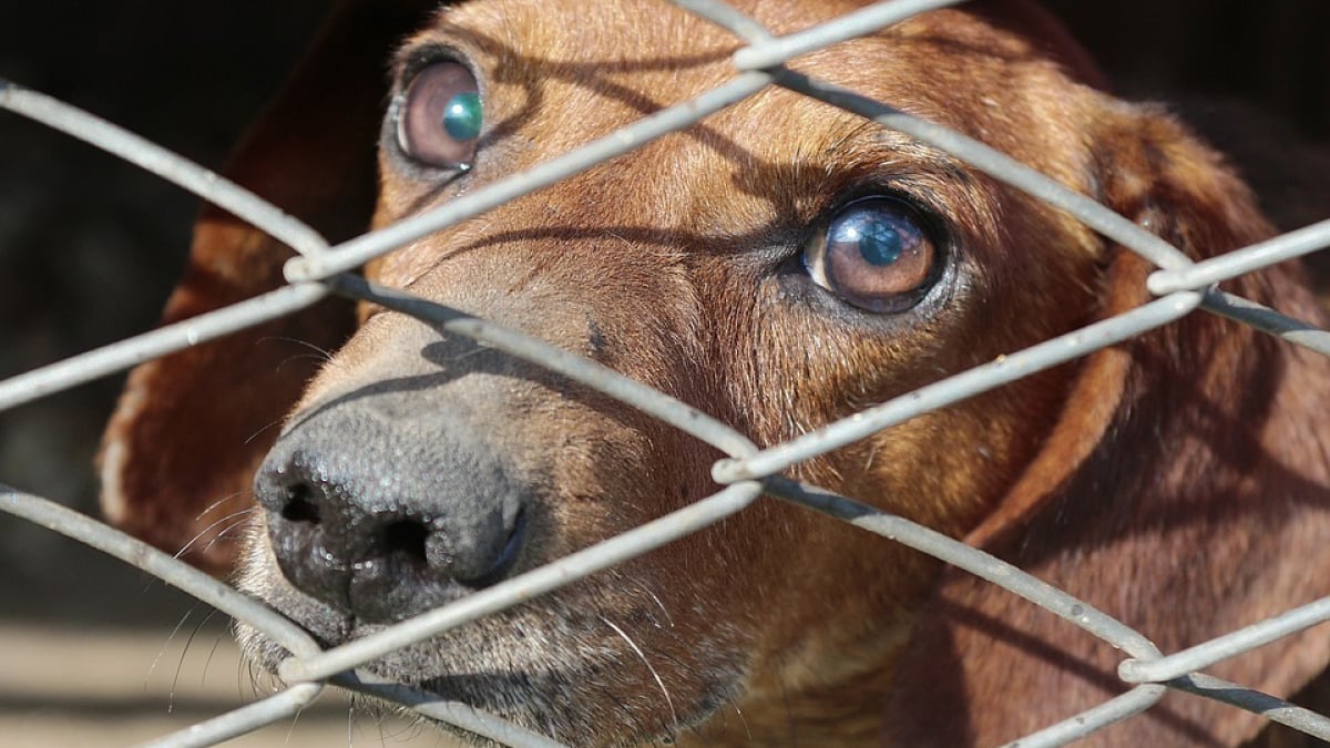 Illustration : "Après des mois d’enquête, la principale maison de vente aux enchères de viande de chien ferme ses portes en Corée du Sud"