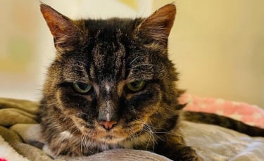 Illustration : "Un chat disparu depuis 20 ans vit ses derniers moments avec son propriétaire"