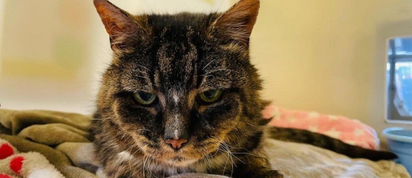 Illustration : "Un chat disparu depuis 20 ans vit ses derniers moments avec son propriétaire"