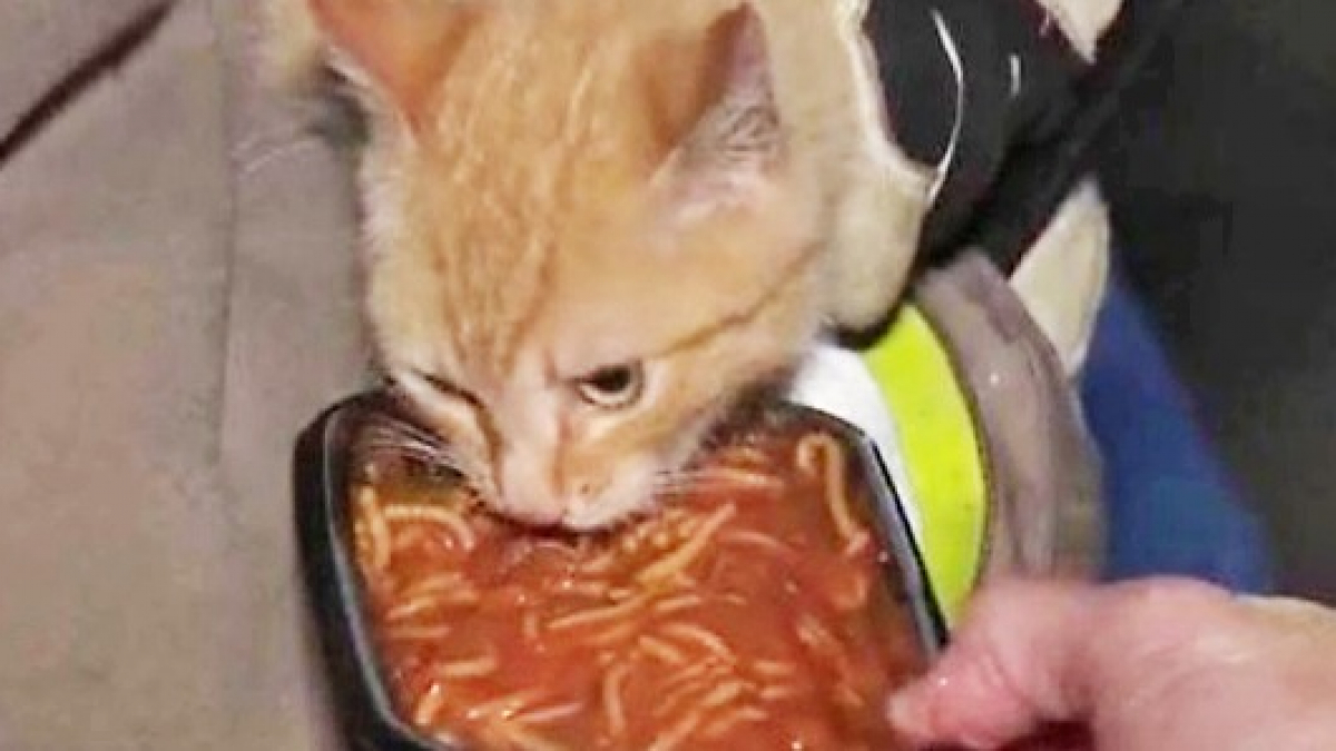 Illustration : "Un chat coincé pendant une semaine sur un arbre s'échappe encore plus haut à l'arrivée des pompiers"