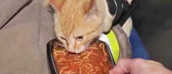 Illustration : "Un chat coincé pendant une semaine sur un arbre s'échappe encore plus haut à l'arrivée des pompiers"