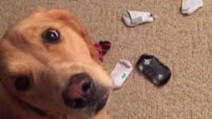 Illustration : 20 chiens qui simulent parfaitement l'innocence