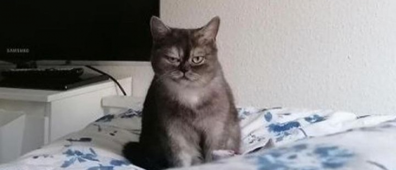 5 Raisons Pour Lesquelles Votre Chat Petrit Avec Ses Pattes 5 Raisons Pour Lesquelles Votre Chat Petrit Avec Ses Pattes