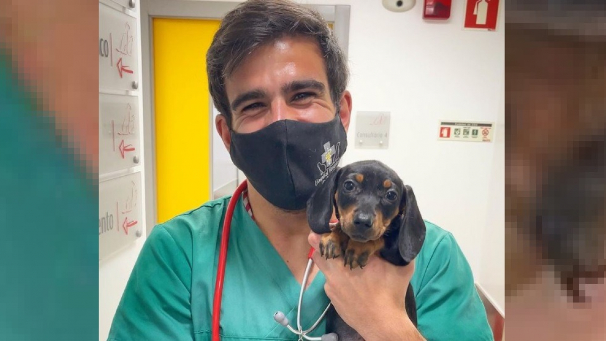 Illustration : "La technique imparable et adorable d'un vétérinaire pour vacciner les chiens sans qu'ils le devinent"