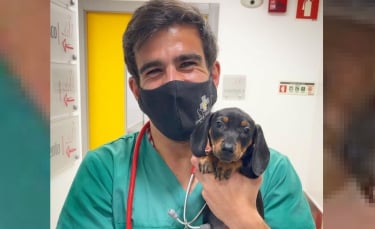 Illustration : "La technique imparable et adorable d'un vétérinaire pour vacciner les chiens sans qu'ils le devinent"