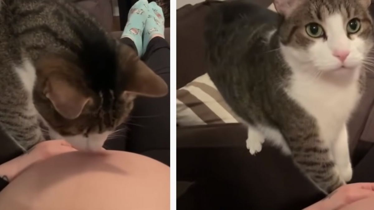 Illustration : "L'instant touchant d'un chat qui flaire que sa propriétaire est enceinte (vidéo)"
