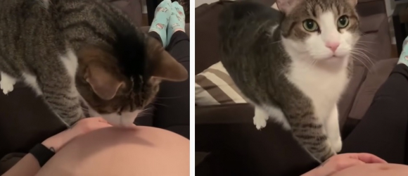Illustration : "L'instant touchant d'un chat qui flaire que sa propriétaire est enceinte (vidéo)"