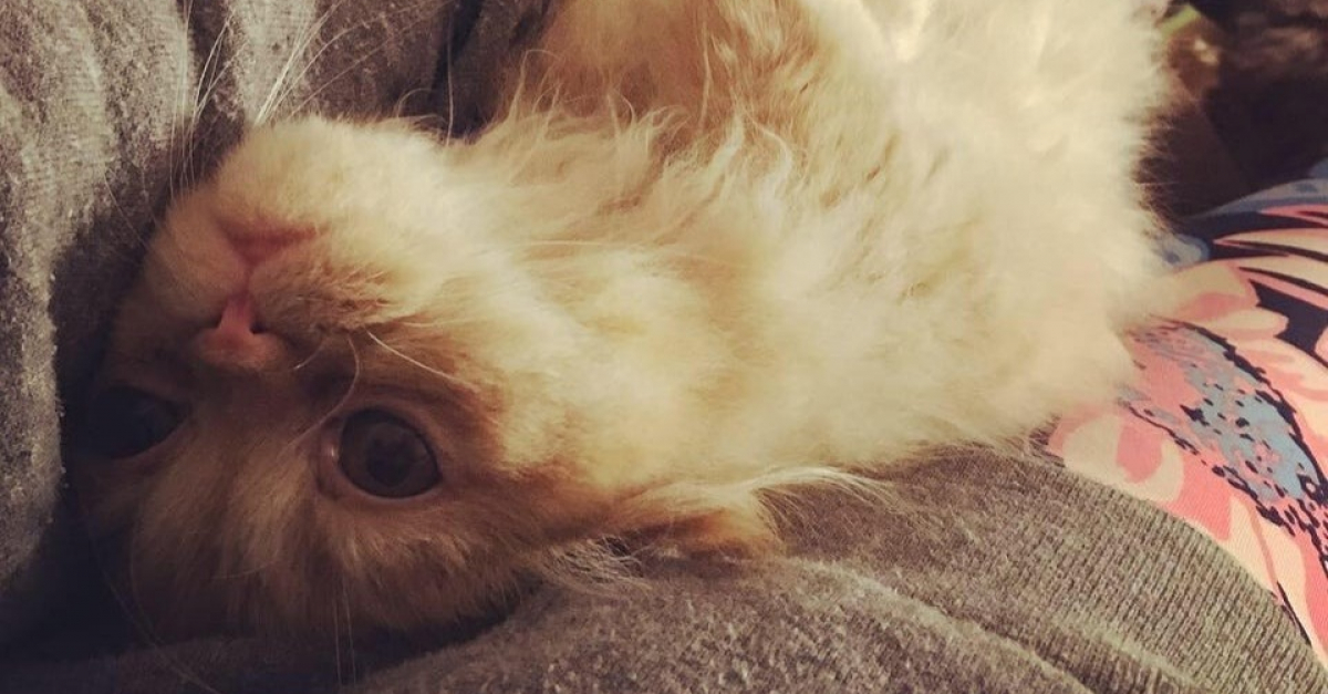 Chats Qui Font Preuve D Autant D Amour Qu Un Chien
