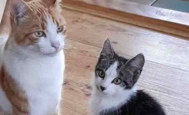 Illustration : "Un chat ramène un chaton errant au domicile de ses parents et espère leur gentillesse en retour"