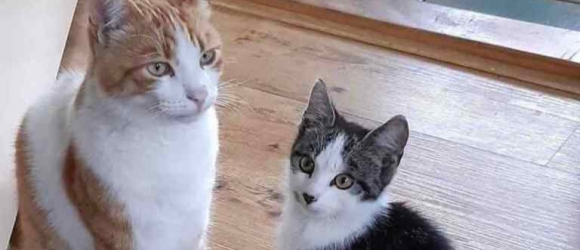 Illustration : "Un chat ramène un chaton errant au domicile de ses parents et espère leur gentillesse en retour"