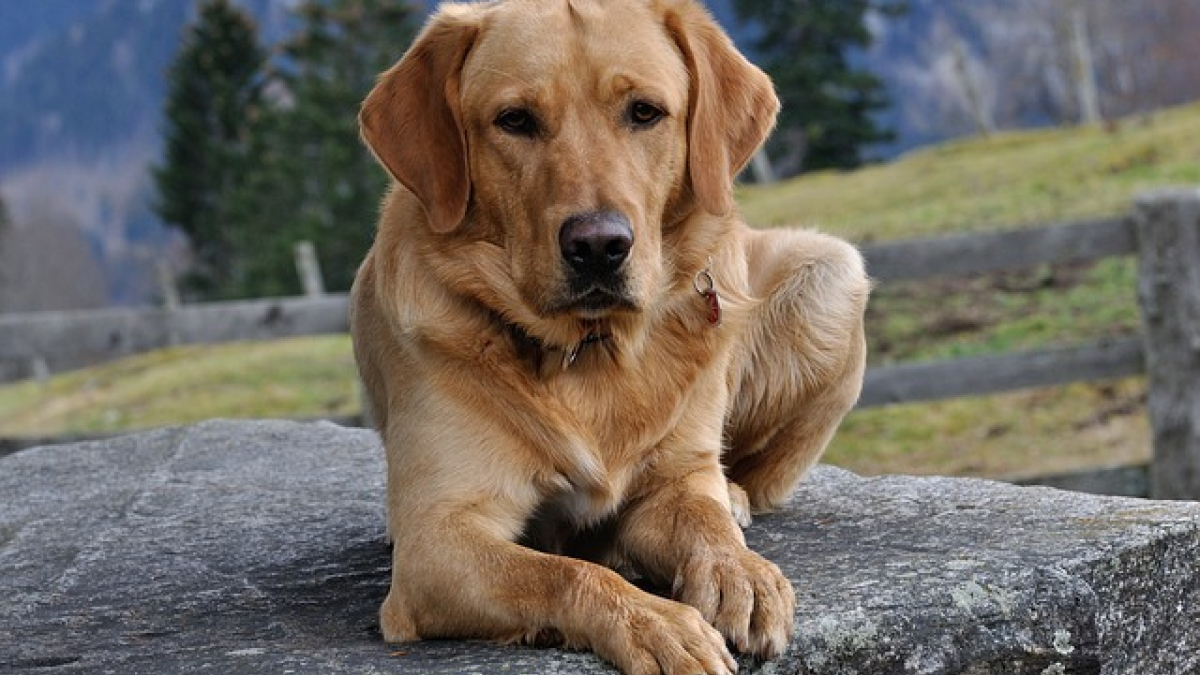 Illustration : "20 qualités des Labradors dont leurs propriétaires raffolent"