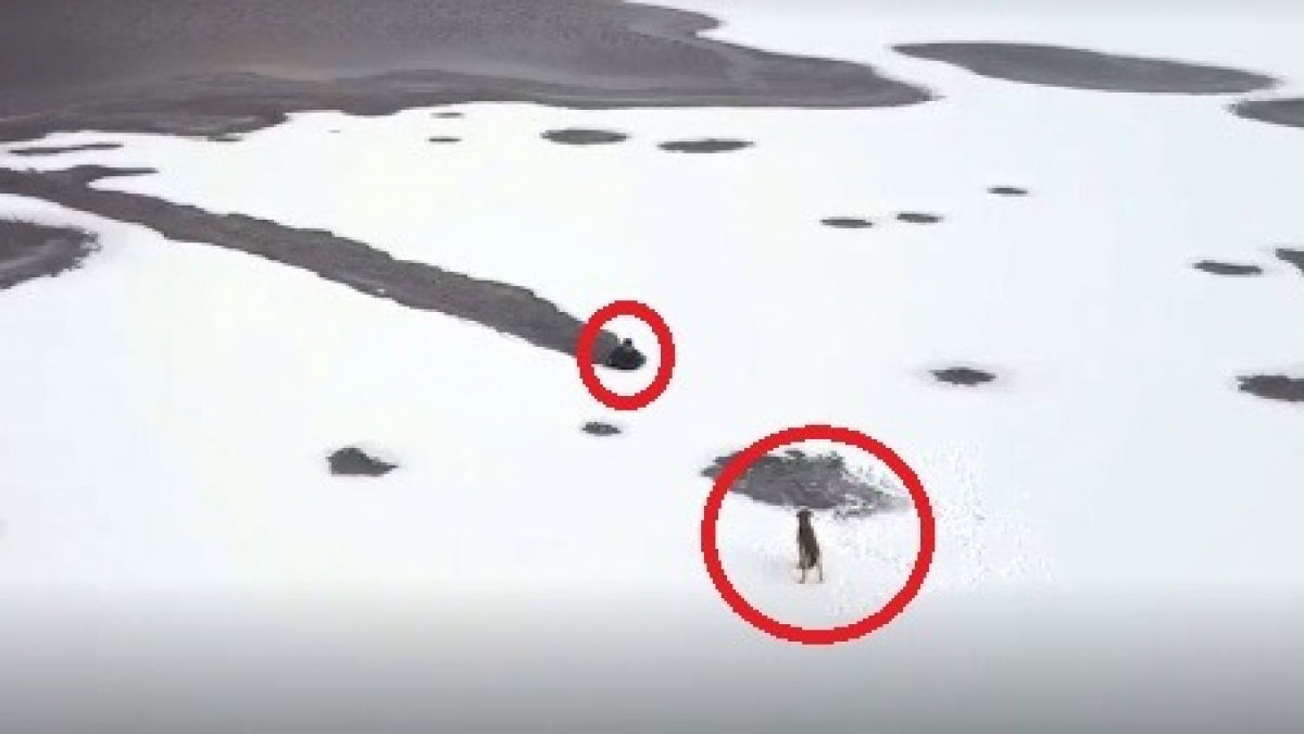 Illustration : "Un drone filme un plongeur tentant de briser la glace pour sauver un chiot piégé sur la banquise"