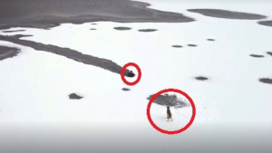 Illustration : Un drone filme un plongeur tentant de briser la glace pour sauver un chiot piégé sur la banquise