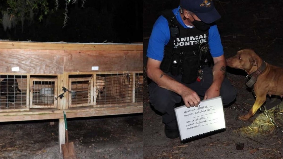 Illustration : "Découverte de 42 chiens utilisés pour des combats et gardés dans des cages au milieu de leurs matières fécales "