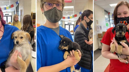 Illustration : Des étudiants accompagnés d'un chien de sauvetage ont sauvé 50 chiots d'une fin tragique