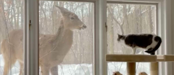 Illustration : "Un chat orphelin noue une relation incroyable avec un cerf sauvage"