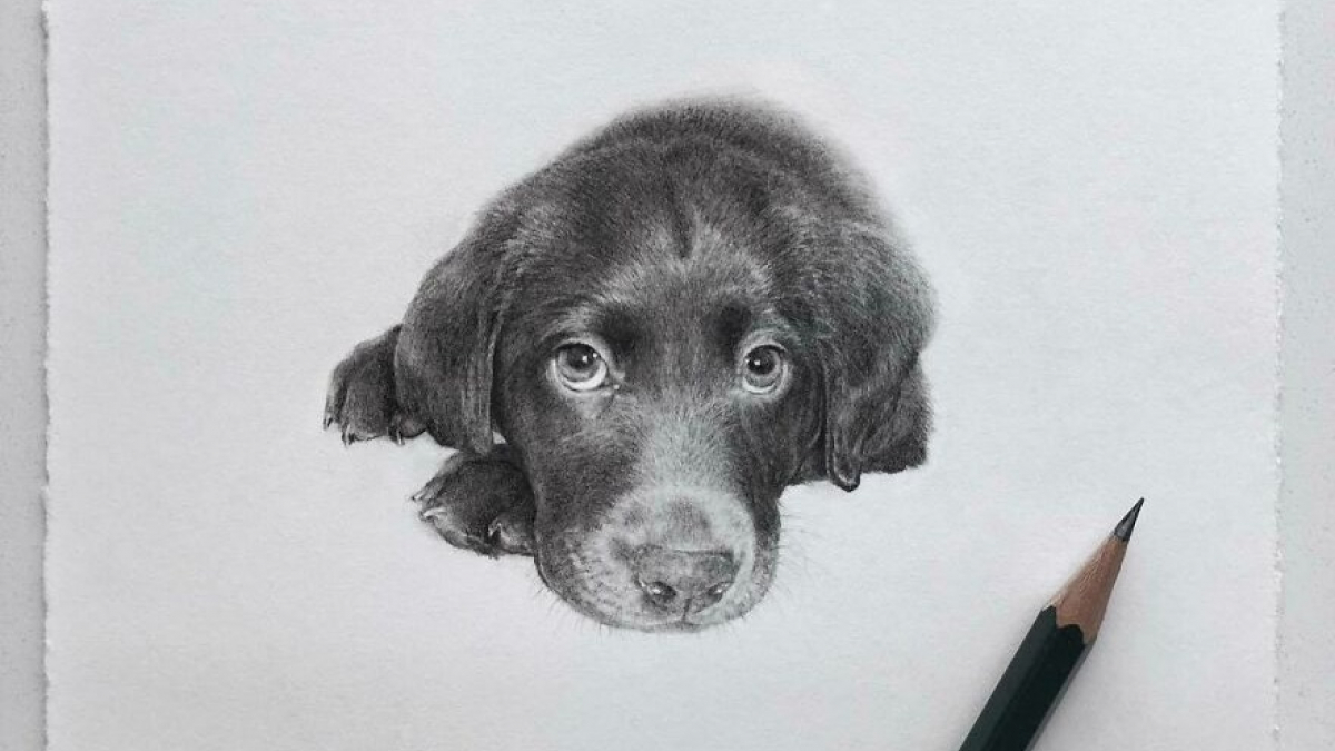 Illustration : "20 portraits de chiens et de chats réalisés par un artiste"