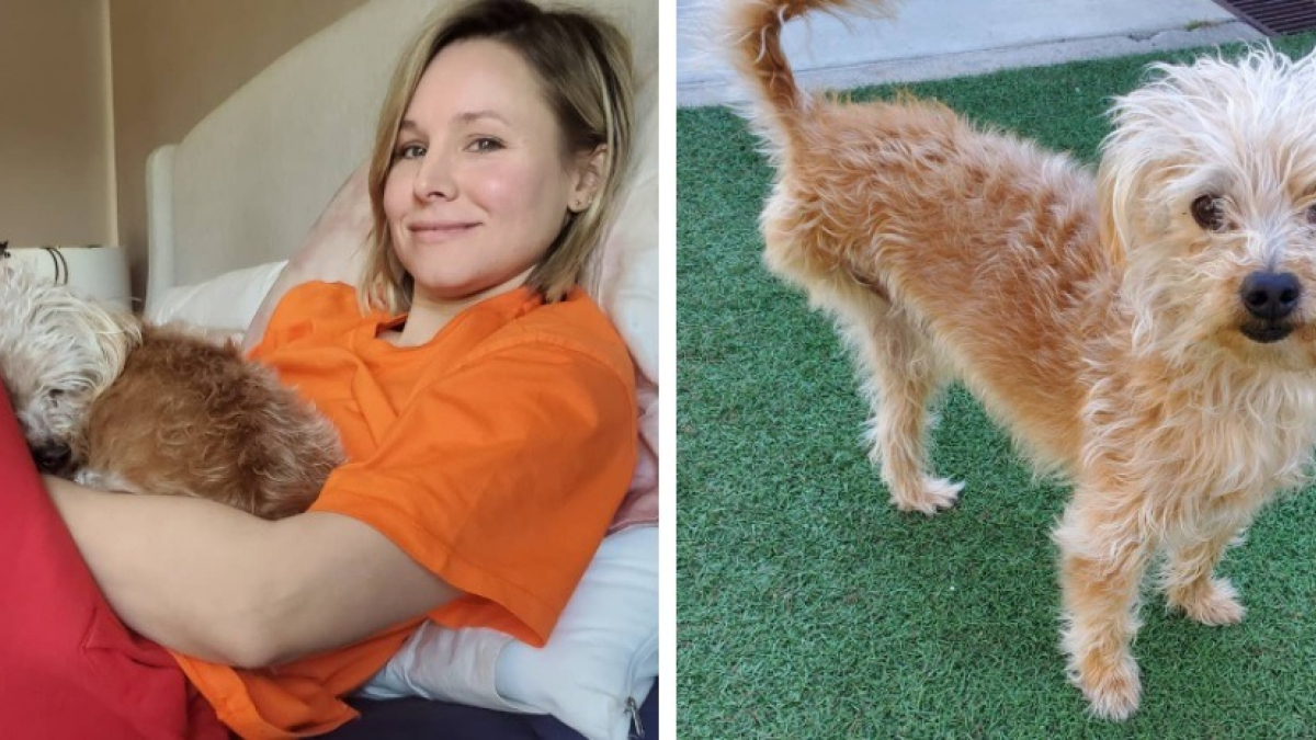 Illustration : "L'actrice Kristen Bell a adopté un chien à 3 pattes après un accident avec un camion"
