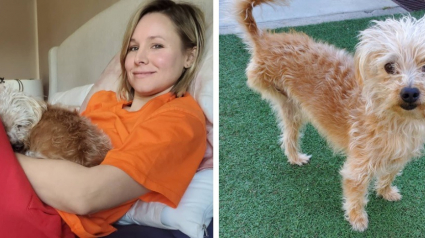 Illustration : L'actrice Kristen Bell a adopté un chien à 3 pattes après un accident avec un camion