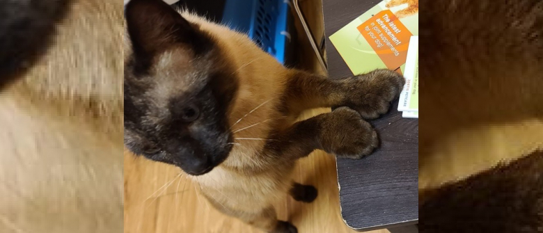 Un Chat Siamois Polydactyle Et Abandonne Recherchait Une Maison Pour Offrir Son Amour Gros Comme Ses Pattes