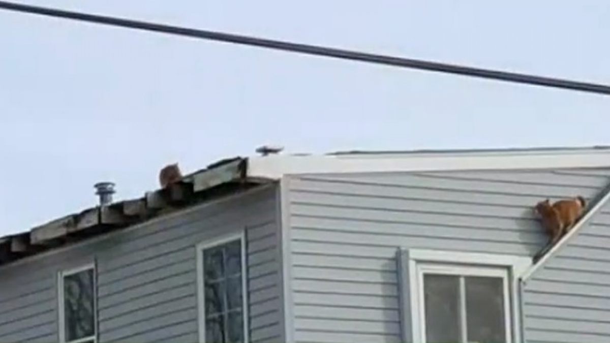 Illustration : "Un facteur repère des chats sur les toits d'une propriété. Il alerte une association qui découvre l'horreur"