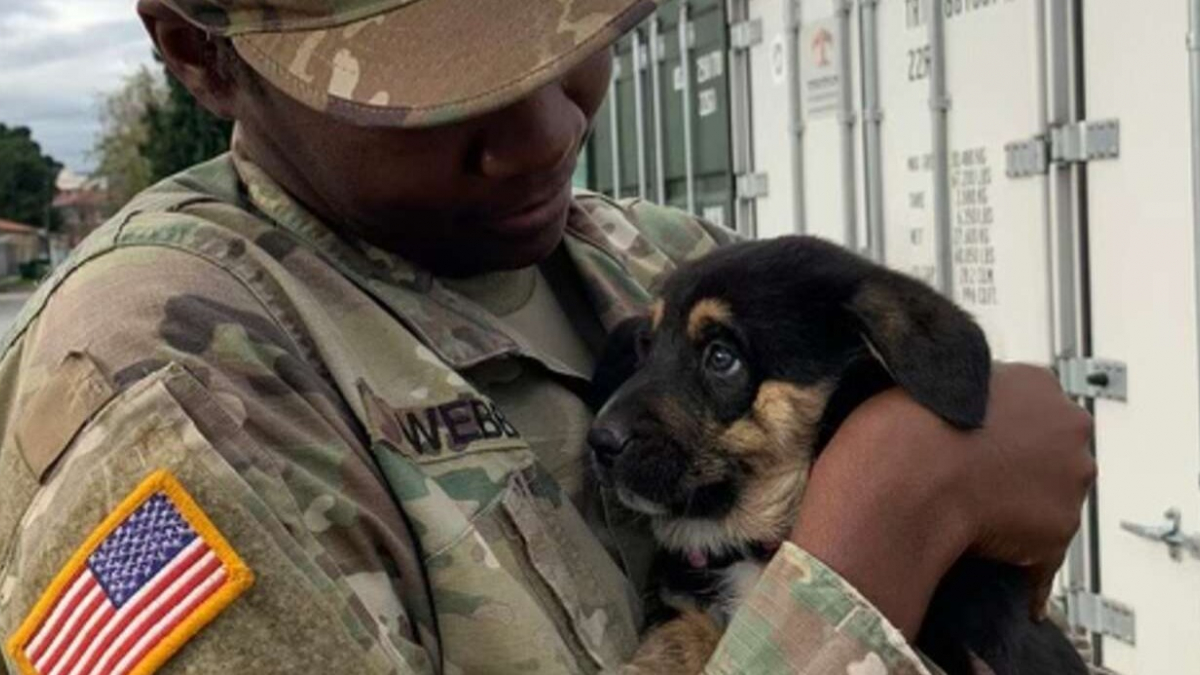 Illustration : "Un militaire adopte un chiot lors de son déploiement et demande l'aide d'une association pour le rapatrier chez lui dans son pays"