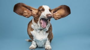 Illustration : 17 photos de chiens qui vont vous donner le sourire