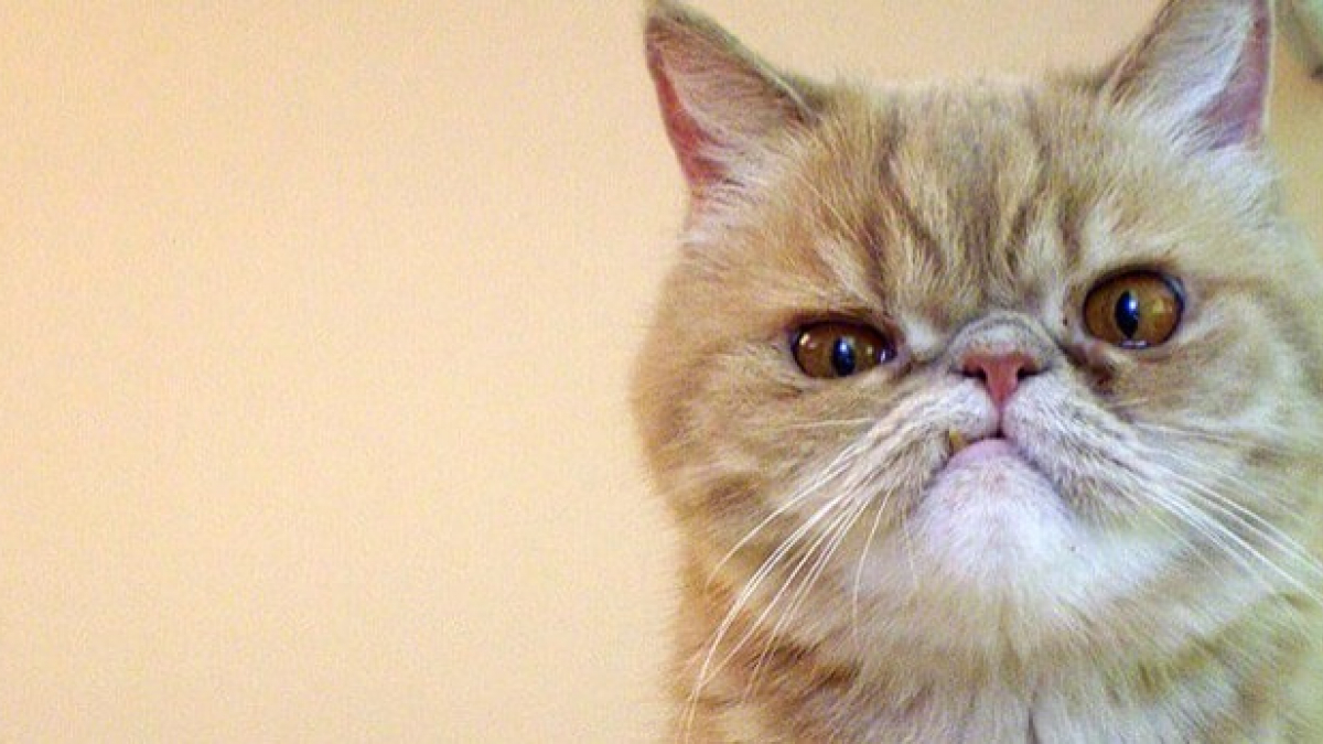 Illustration : "14 photos de chats qui, même énervés, restent très mignons"
