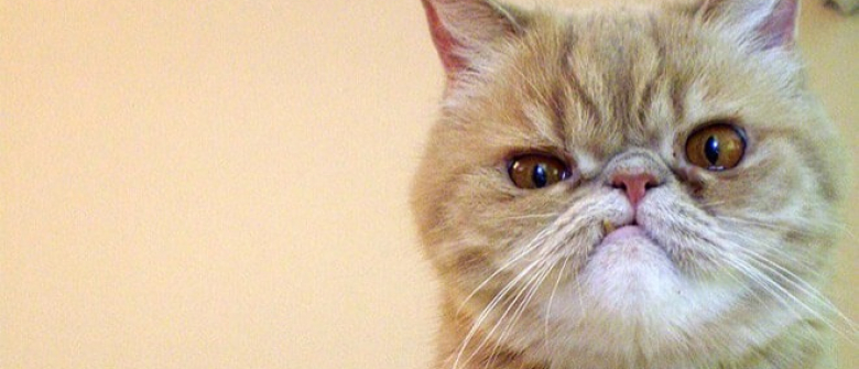14 Photos De Chats Qui Meme Enerves Restent Tres Mignons