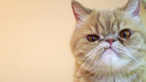 Illustration : 14 photos de chats qui, même énervés, restent très mignons
