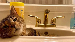 Illustration : 14 photos de chats prouvant qu'ils ne sont pas toujours des anges malgré leur air innocent