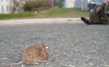 Illustration : "Un rat vole le traceur GPS d'un chat et entraîne son propriétaire dans une course-poursuite au coeur des égouts"