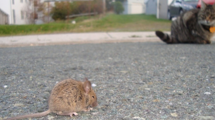 Illustration : Un rat vole le traceur GPS d'un chat et entraîne son propriétaire dans une course-poursuite au coeur des égouts