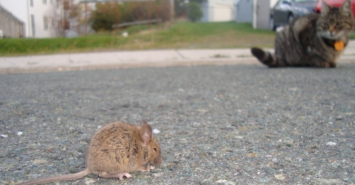 Un Rat Vole Le Traceur Gps D Un Chat Et Entraine Son Proprietaire Dans Une Course Poursuite Au Coeur Des Egouts Un Rat Vole Le Traceur Gps D Un Chat Et Entraine Son Proprietaire Dans Une Course Poursuite Au Coeur Des Egouts