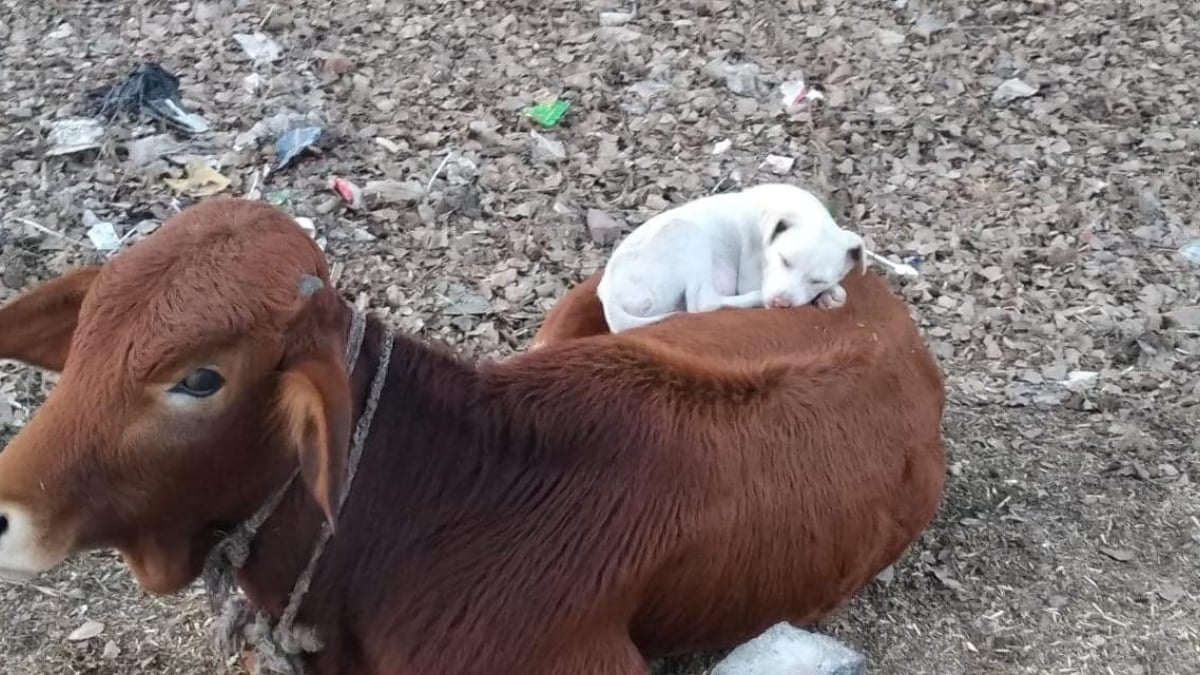 Illustration : "Un chien épuisé voit une vache allongée et vient faire la sieste sur son dos"