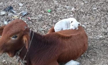 Illustration : "Un chien épuisé voit une vache allongée et vient faire la sieste sur son dos"