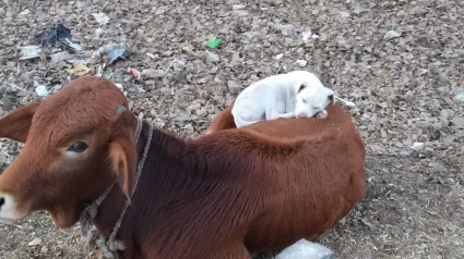 Illustration : Un chien épuisé voit une vache allongée et vient faire la sieste sur son dos