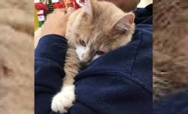 Illustration : "Un chat tellement heureux d'être adopté ne peut s'empêcher de lécher et étreindre sa nouvelle propriétaire ! (vidéo)"